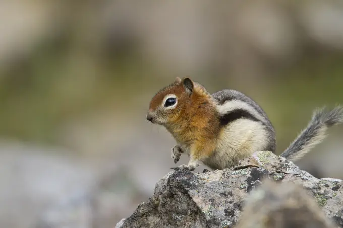Townsend's Ground Squirrel, Spermophilus townsendii, British Columbia, Canada