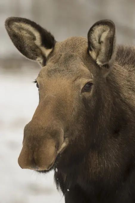 Moose, Alces alces, Yukon, British Columbia, Canada