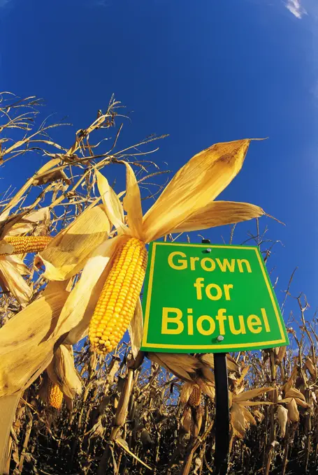 Low angle view of sign indicating feed corn grown for biofuel, Manitoba, Canada