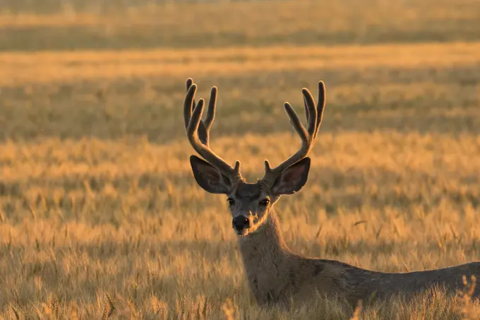 Mule deer, Odocoileus hemionus, buck in Pincher Creek, Alberta, Canada