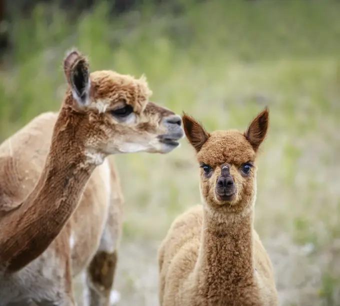 A yearling Alpaca with mother, Manitoba, Canada
