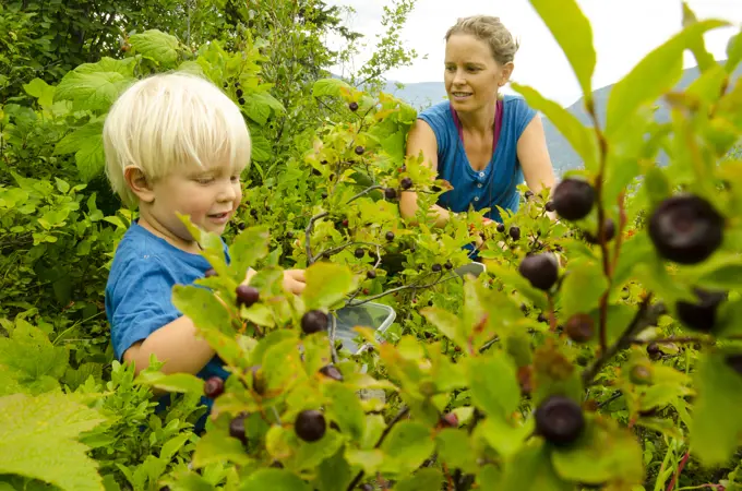 A mother and son pick huckleberries near Nelson, British Columbia
