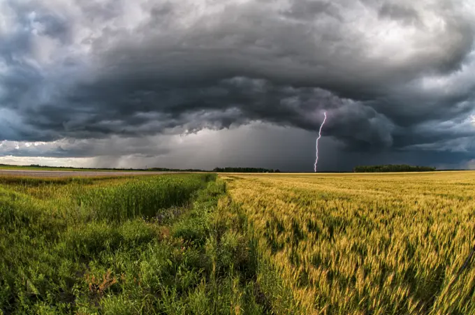 Storm with lightning over wheat field in southern rural Manitoba Canada