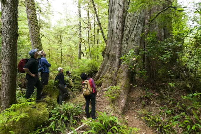 Dave Pinel and guests investigate a massive old growth Cedar tree on Spring Island. Kyuquot, Vancouver Island, British Columbia, Canada.