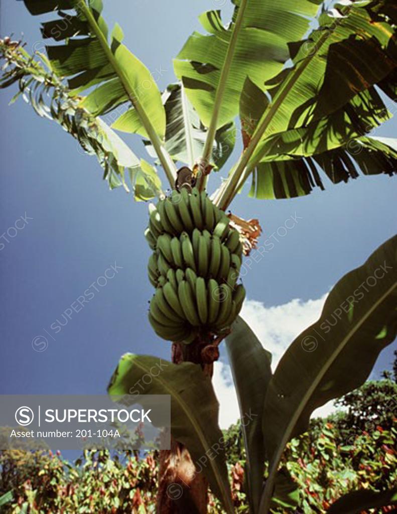 Stock Photo: 201-104A Banana tree