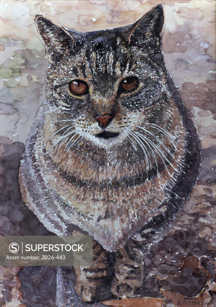 Stock Photo: 2026-443 Pequita, Cat, Pennsylvania, 2008, Anthony Butera, (b.20th C.), Watercolor