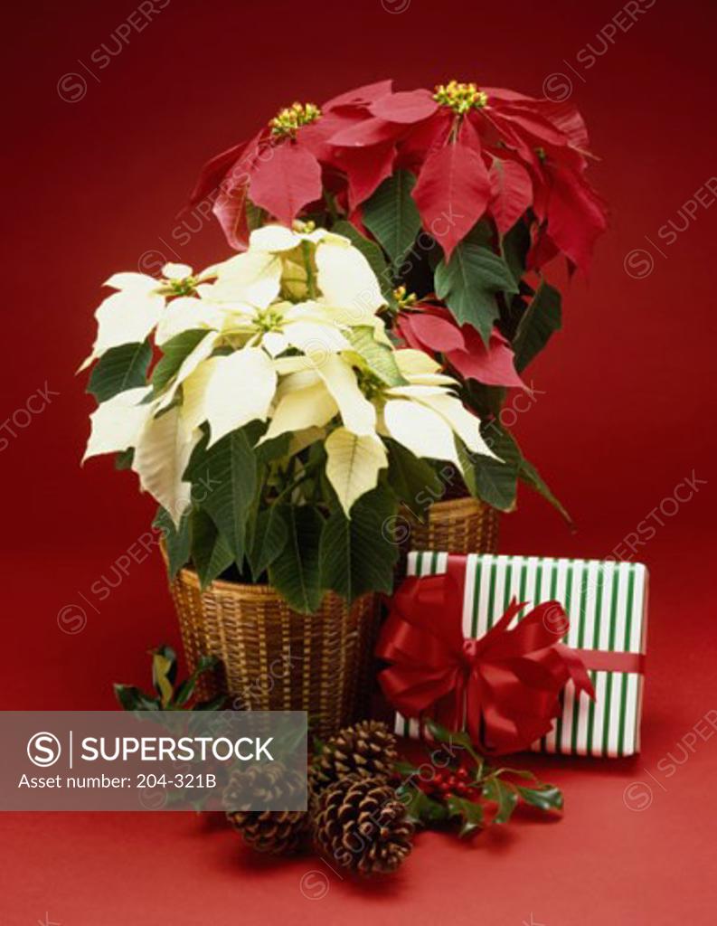 Stock Photo: 204-321B Close-up of two baskets of flowers with a Christmas present