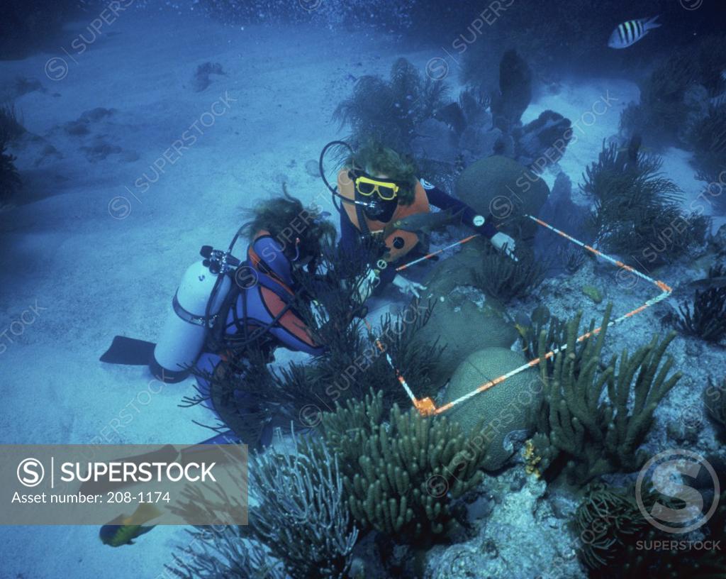 Stock Photo: 208-1174 High angle view of two scuba divers diving underwater