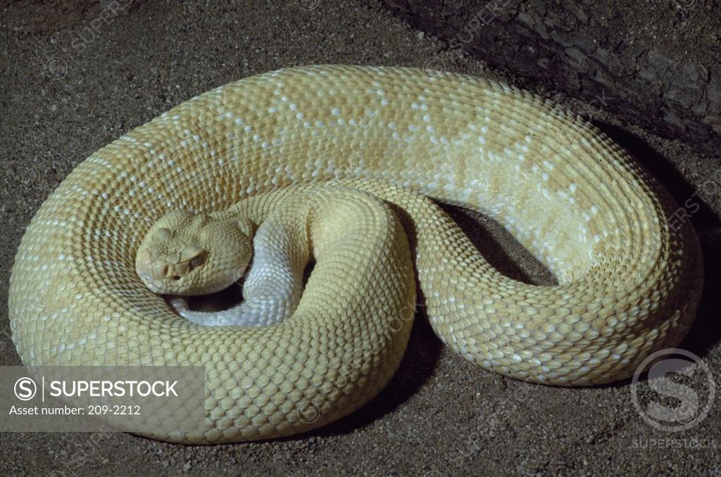 Stock Photo: 209-2212 Albino Rattlesnake
