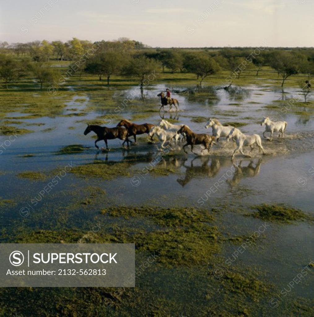 Stock Photo: 2132-562813 Herding Horses Argentina