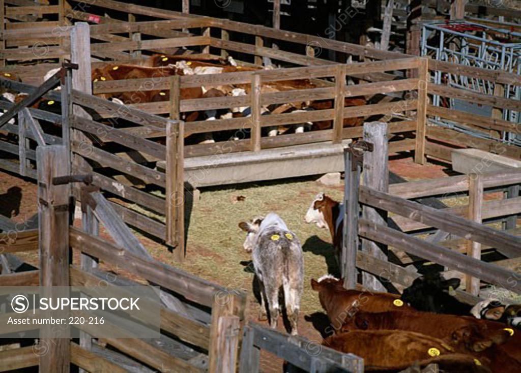 Stock Photo: 220-216 Live Stock Exchange Stockyards Ft. Worth, Texas USA