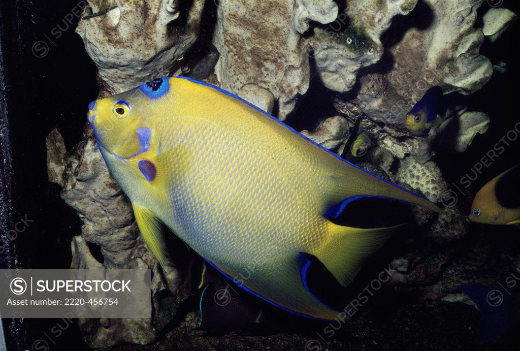 Stock Photo: 2220-456754 Queen Angelfish in the sea (Holacanthus Ciliaris)