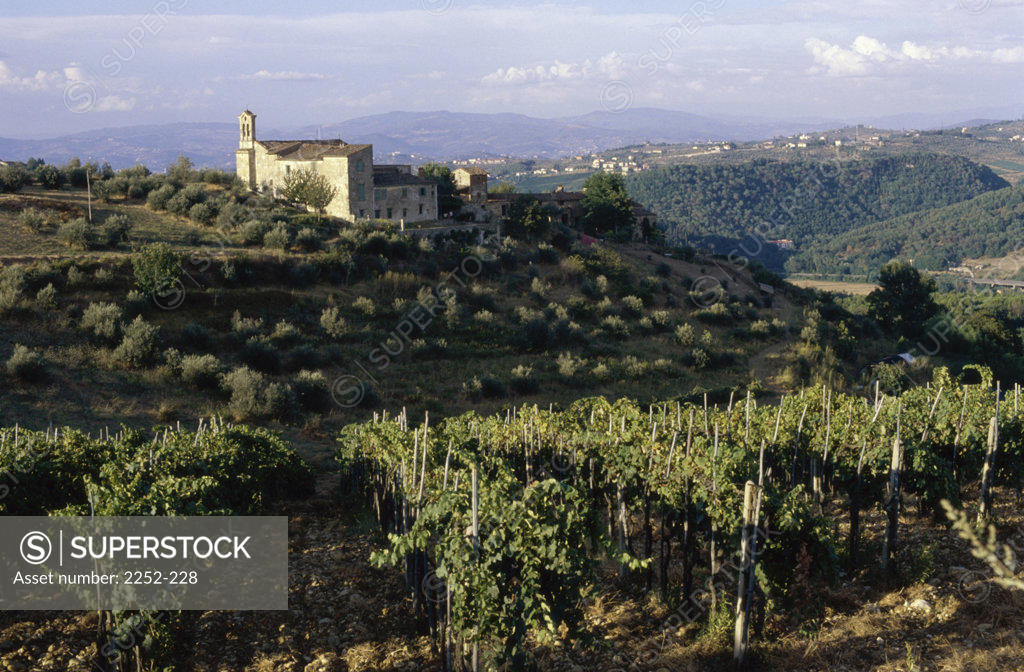 Stock Photo: 2252-228 Vineyards Chianti Toscana Italy