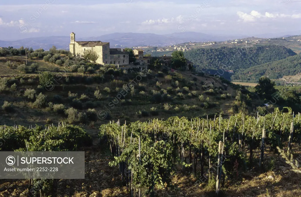 Vineyards Chianti Toscana Italy