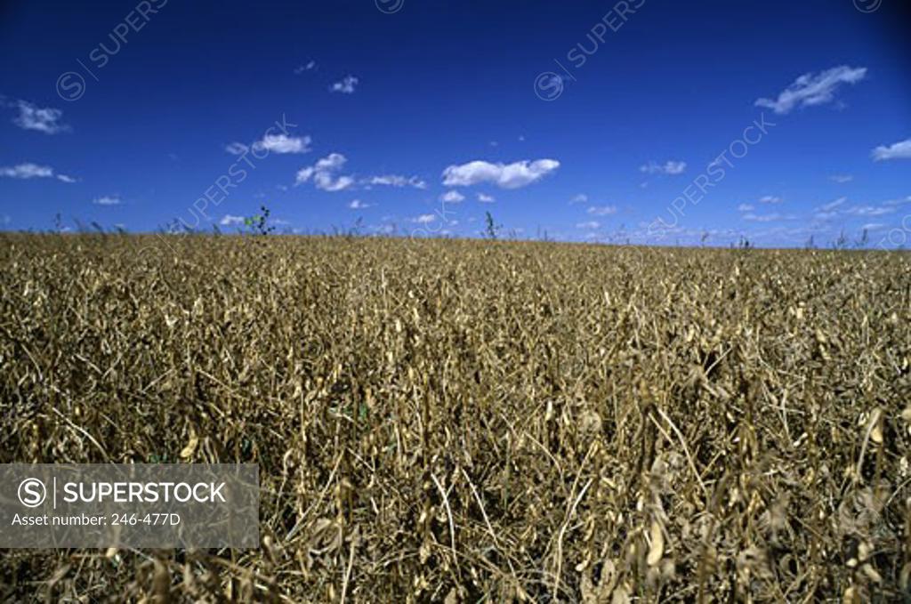 Stock Photo: 246-477D Soybean Field Riley County Kansas USA 