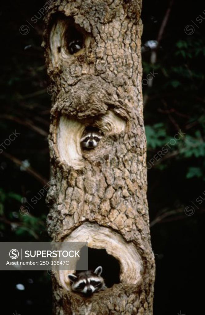 Stock Photo: 250-13847C Three raccoons peeking from a tree trunk (Procyon lotor)