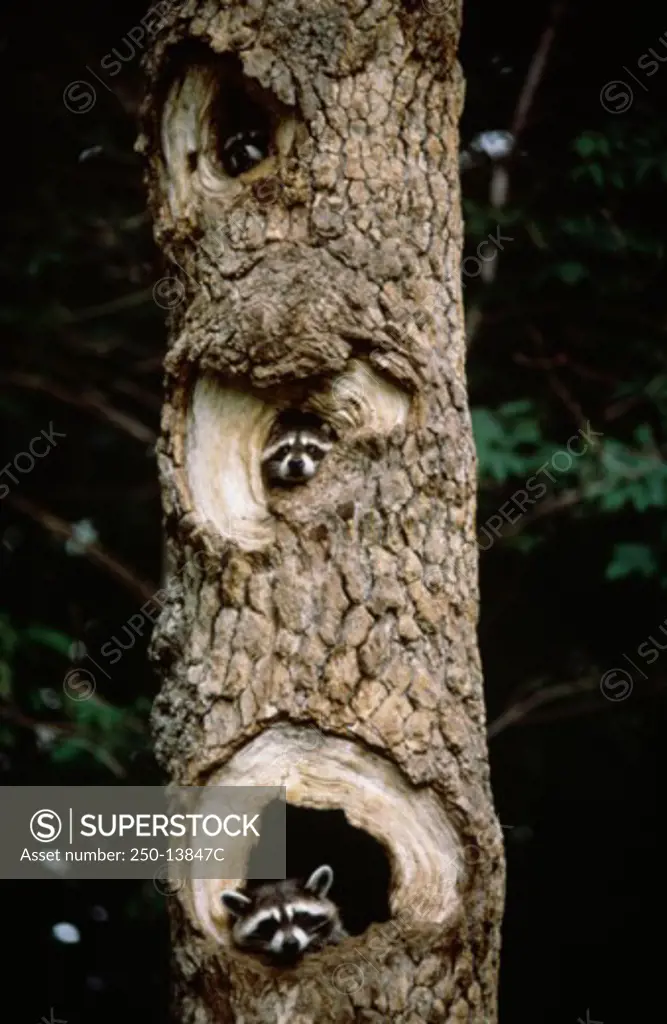 Three raccoons peeking from a tree trunk (Procyon lotor)
