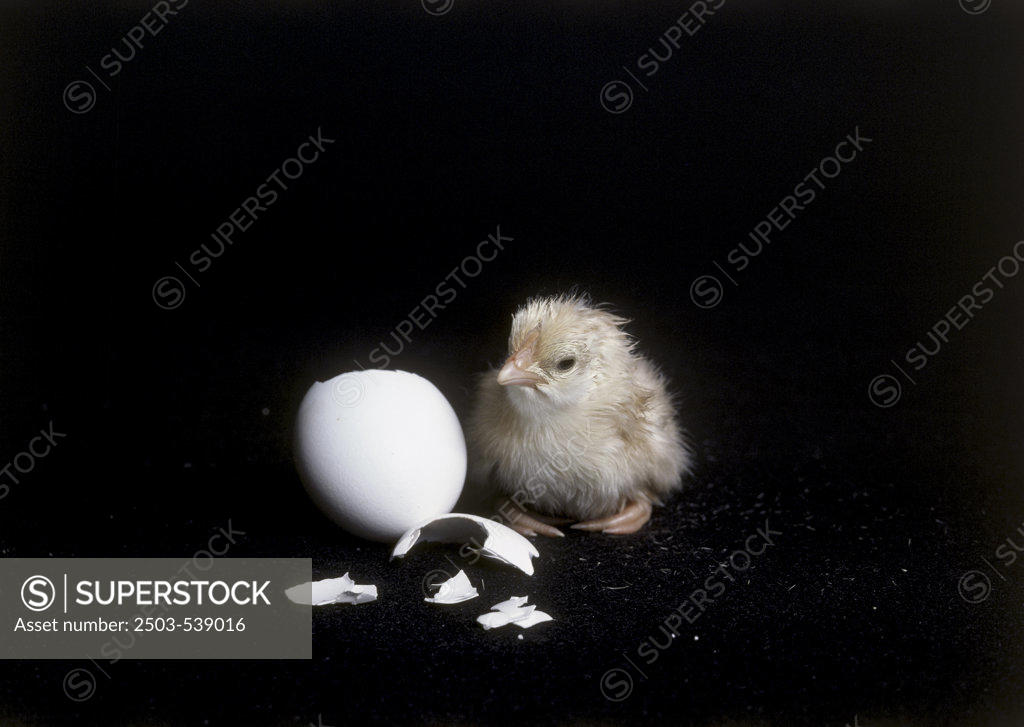 Stock Photo: 2503-539016 Hatching Chicken