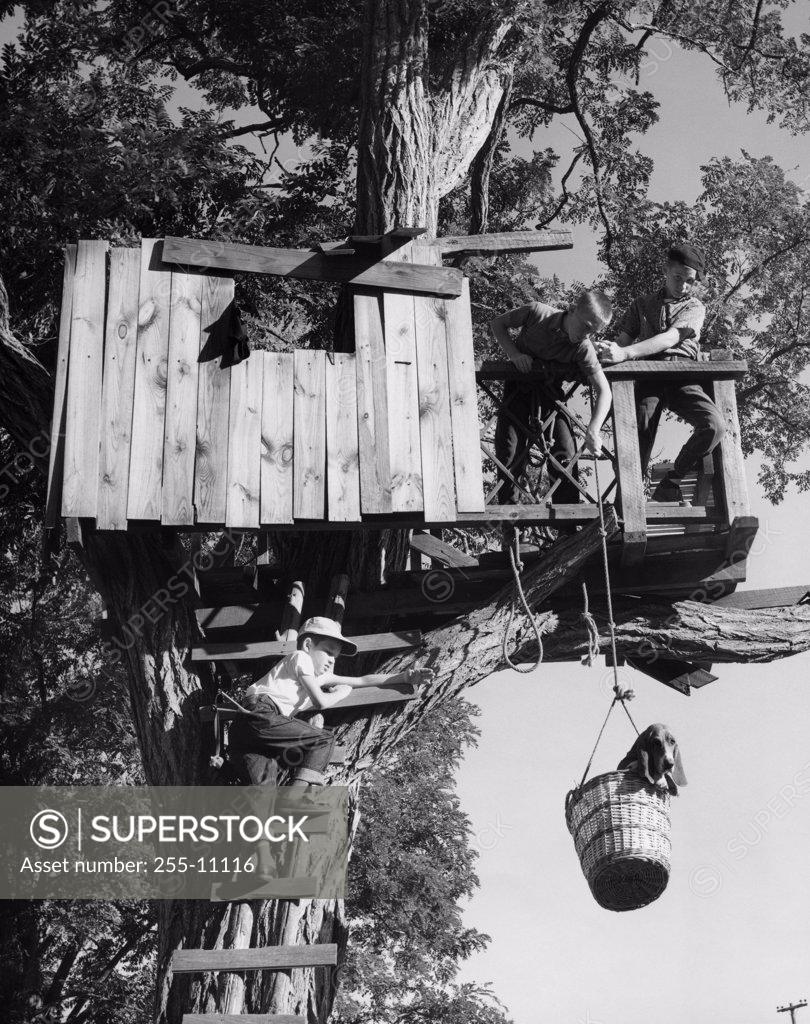 Stock Photo: 255-11116 Low angle view of three children playing in a tree house
