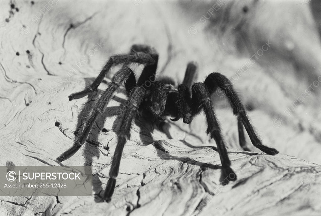 Stock Photo: 255-12428 Close-up of a spider