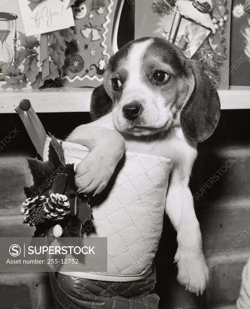 Stock Photo: 255-12752 Close-up of a beagle in a Christmas stocking