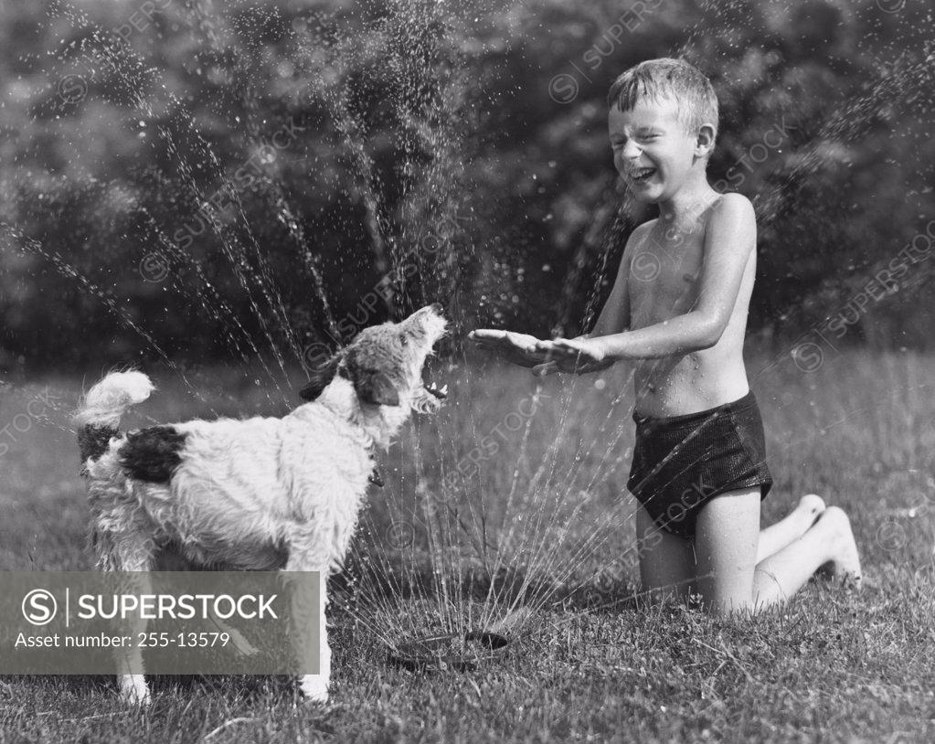 Stock Photo: 255-13579 Boy playing with his dog under water sprinkler