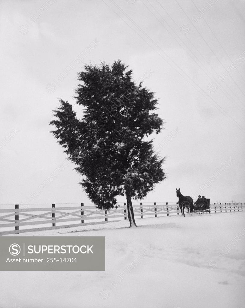 Stock Photo: 255-14704 Two people in a horsedrawn sleigh