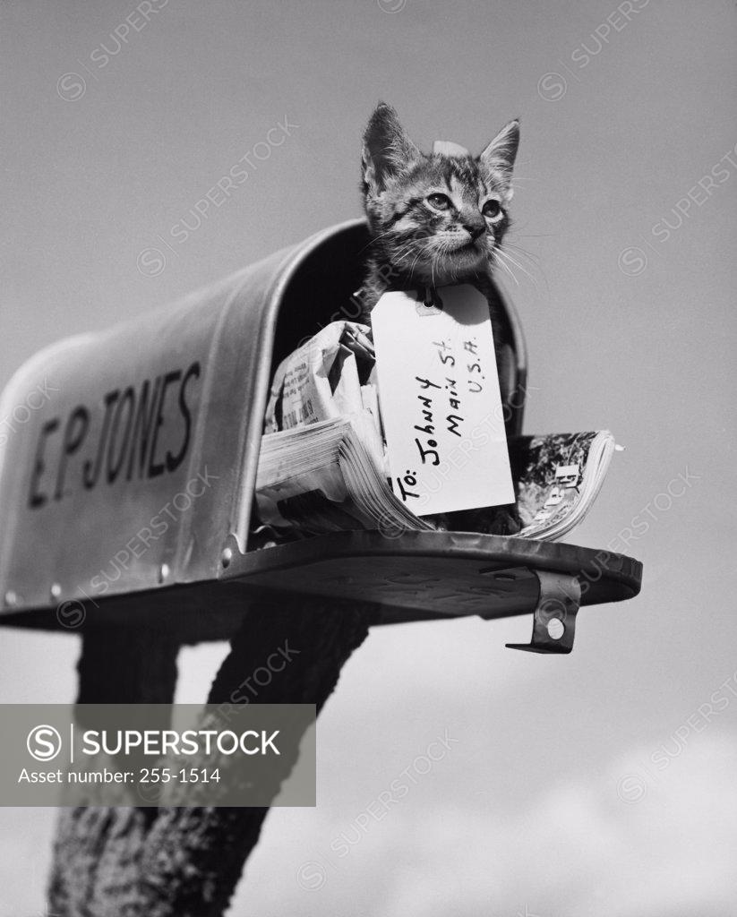 Stock Photo: 255-1514 Kitten in a mailbox