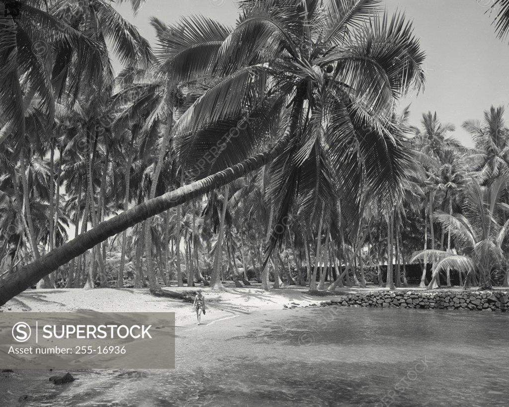 Stock Photo: 255-16936 Palm tree leaning over the beach, Hawaii, USA