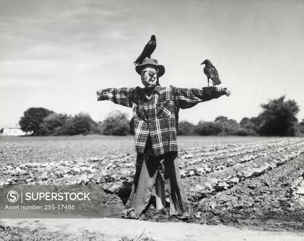 Stock Photo: 255-17486 Two crows perching on a scarecrow in a field