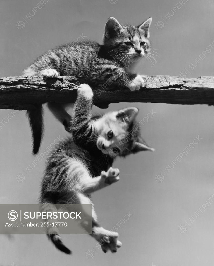 Stock Photo: 255-17770 Two kittens playing on railing
