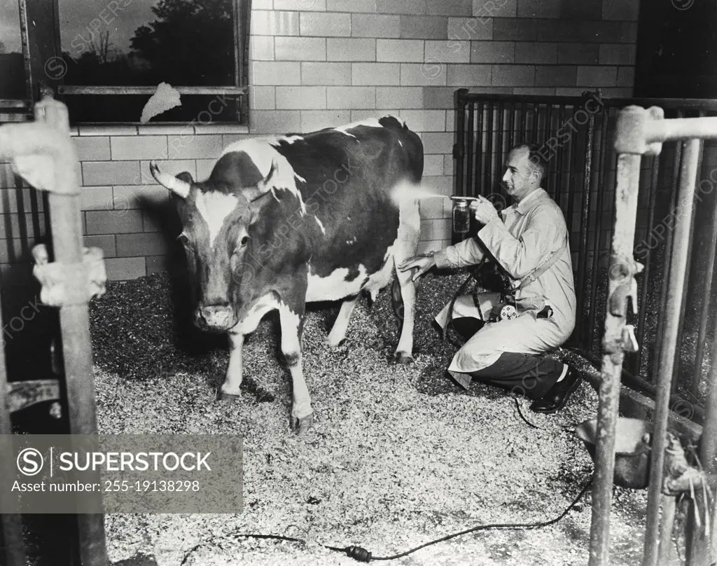 Vintage photograph. Spraying cow with fly repellent insecticide