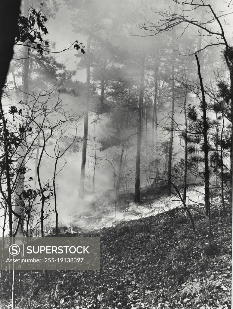 Vintage photograph. forest fire in Pisgah national forest