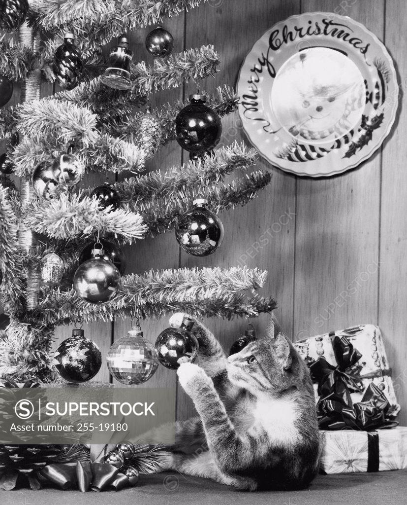 Stock Photo: 255-19180 Close-up of a cat playing with a Christmas ornament on a Christmas tree