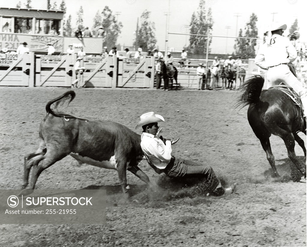 Stock Photo: 255-21955 Two cowboys performing in rodeo