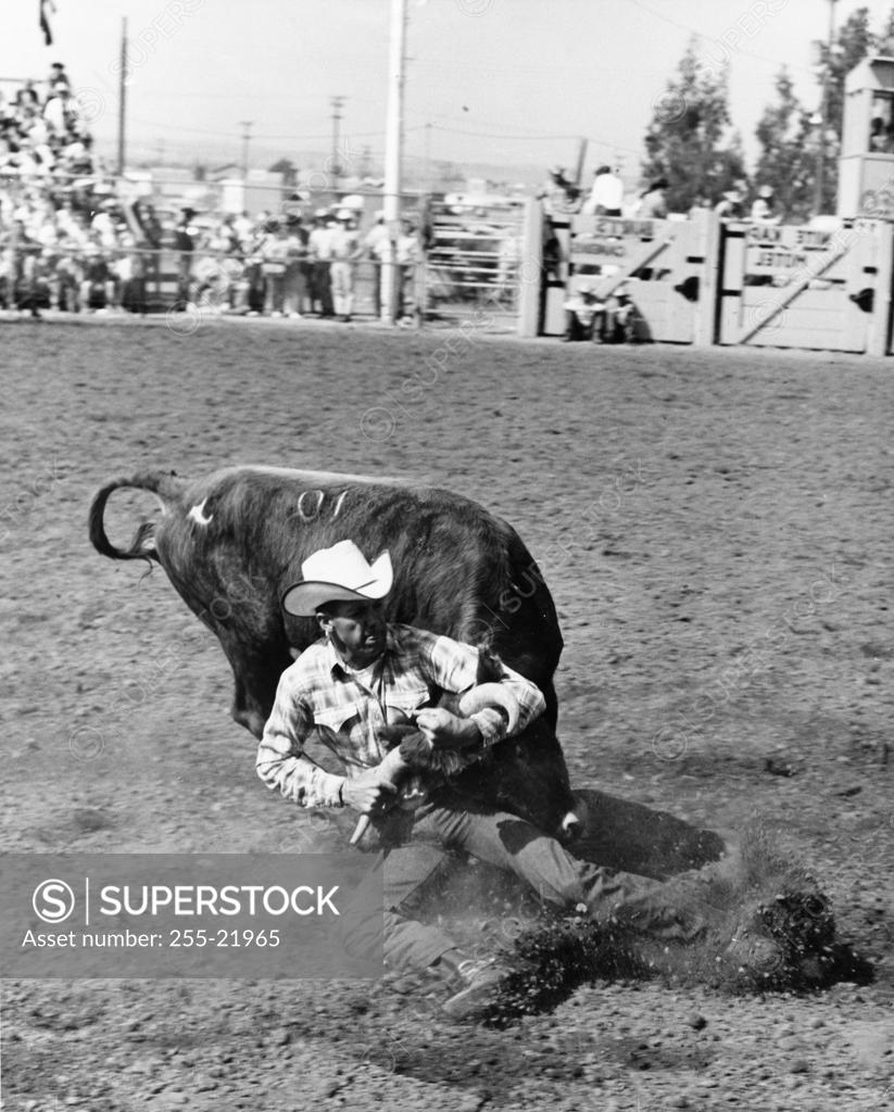 Stock Photo: 255-21965 Steer wrestling in a rodeo