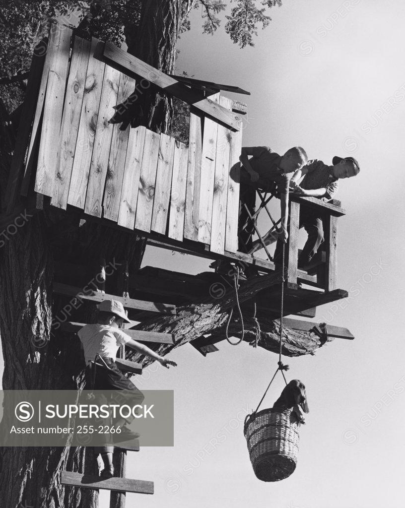 Stock Photo: 255-2266 Low angle view of two boys lifiting a dog in a bucket to a tree house