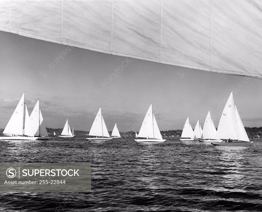 Stock Photo: 255-22844 Sailboats in the sea