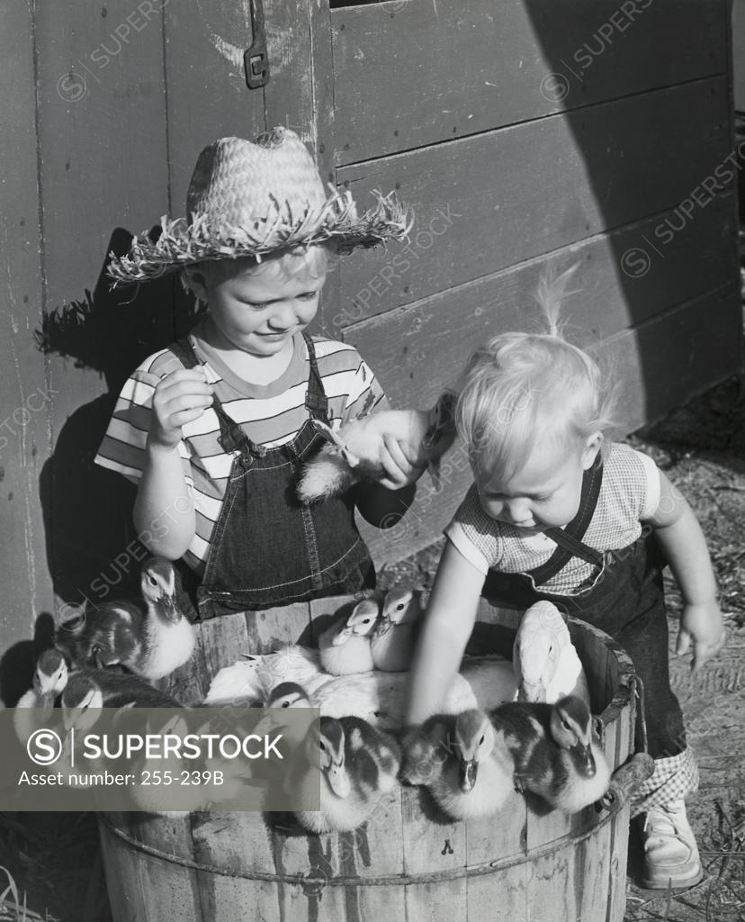 Stock Photo: 255-239B A boy and girl with a mother duck and her babies
