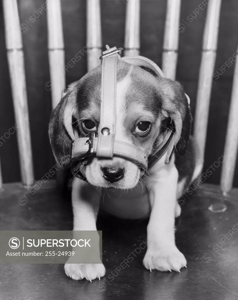 Beagle puppy wearing a muzzle
