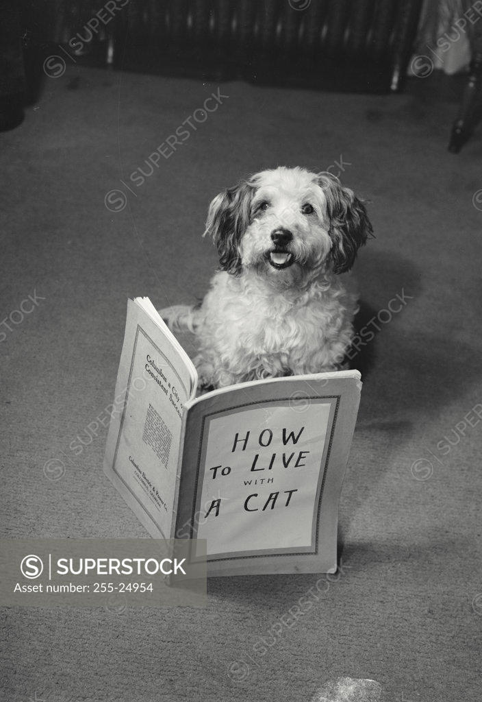 Stock Photo: 255-24954 Dog reading a book