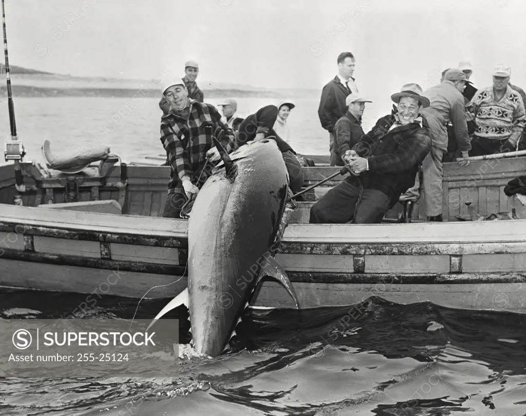 Vintage photograph. Bluefish tuna being hauled into boat in Nova Scotia Waters