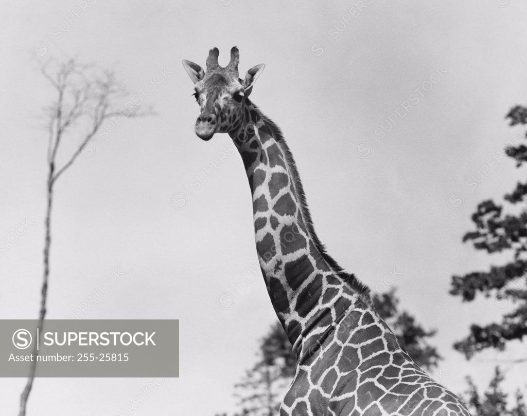 Stock Photo: 255-25815 Giraffe