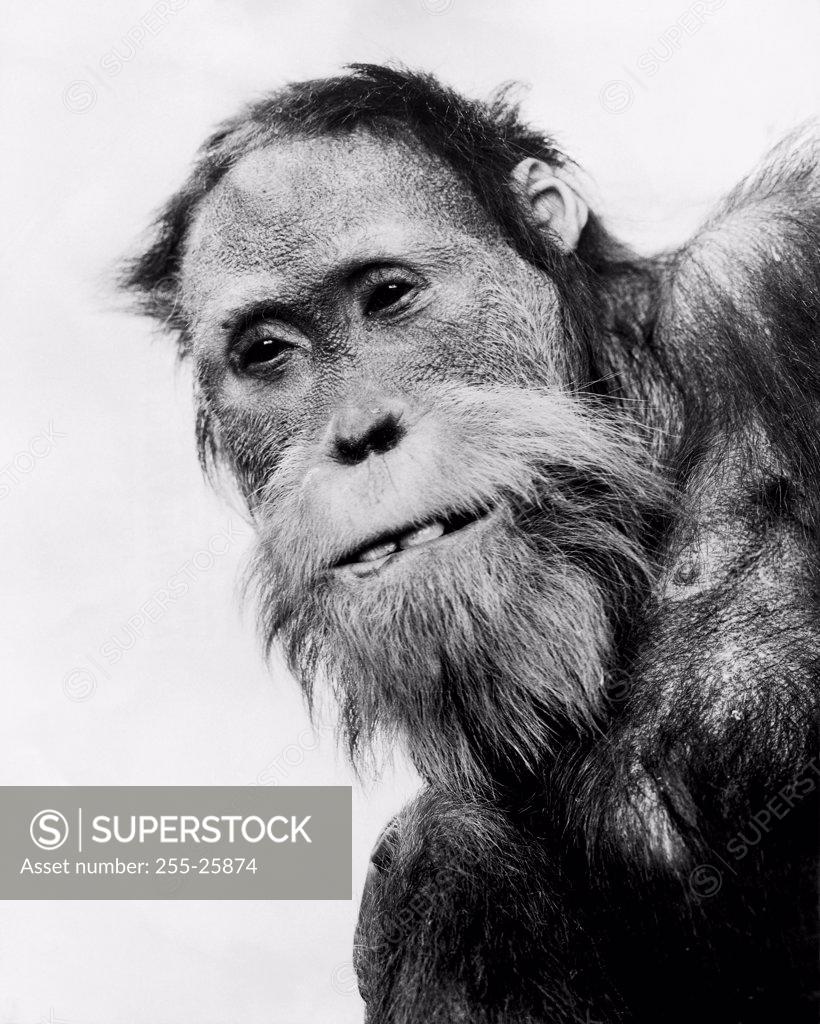 Stock Photo: 255-25874 Orangutan