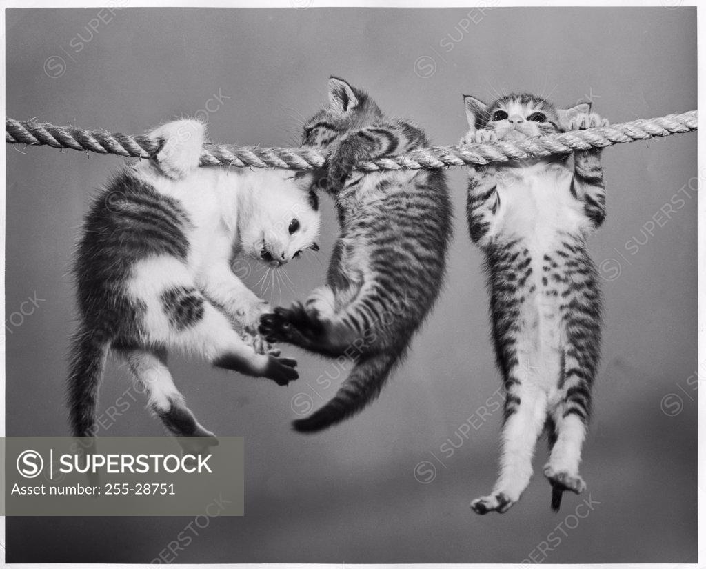 Stock Photo: 255-28751 Three kittens hanging from a rope