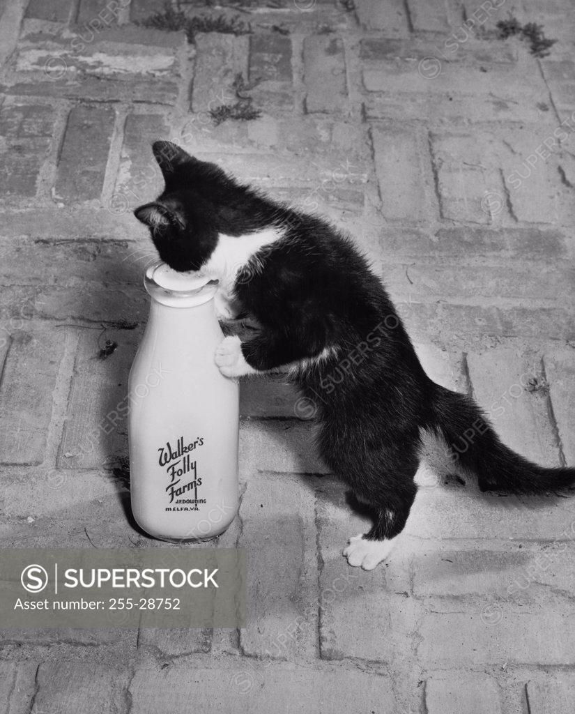 Stock Photo: 255-28752 Kitten drinking milk out of a bottle