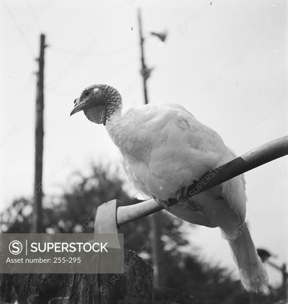 Stock Photo: 255-295 Low angle view of a turkey perching on an axe