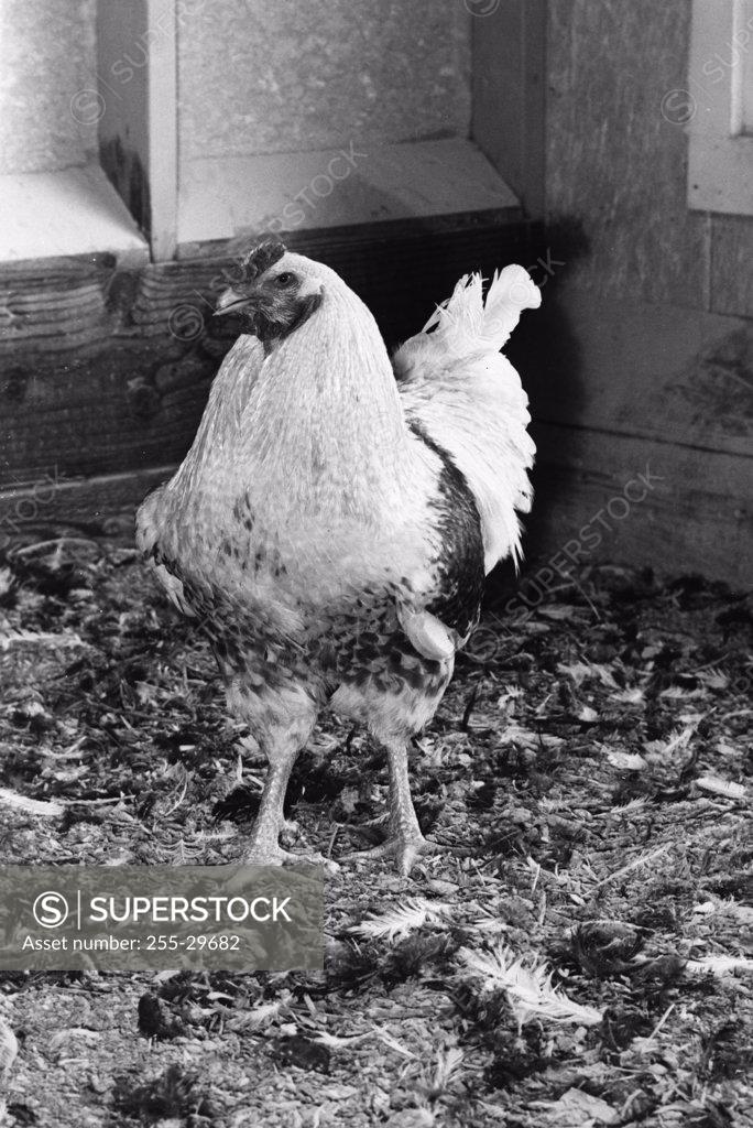 Stock Photo: 255-29682 Chicken standing in henhouse