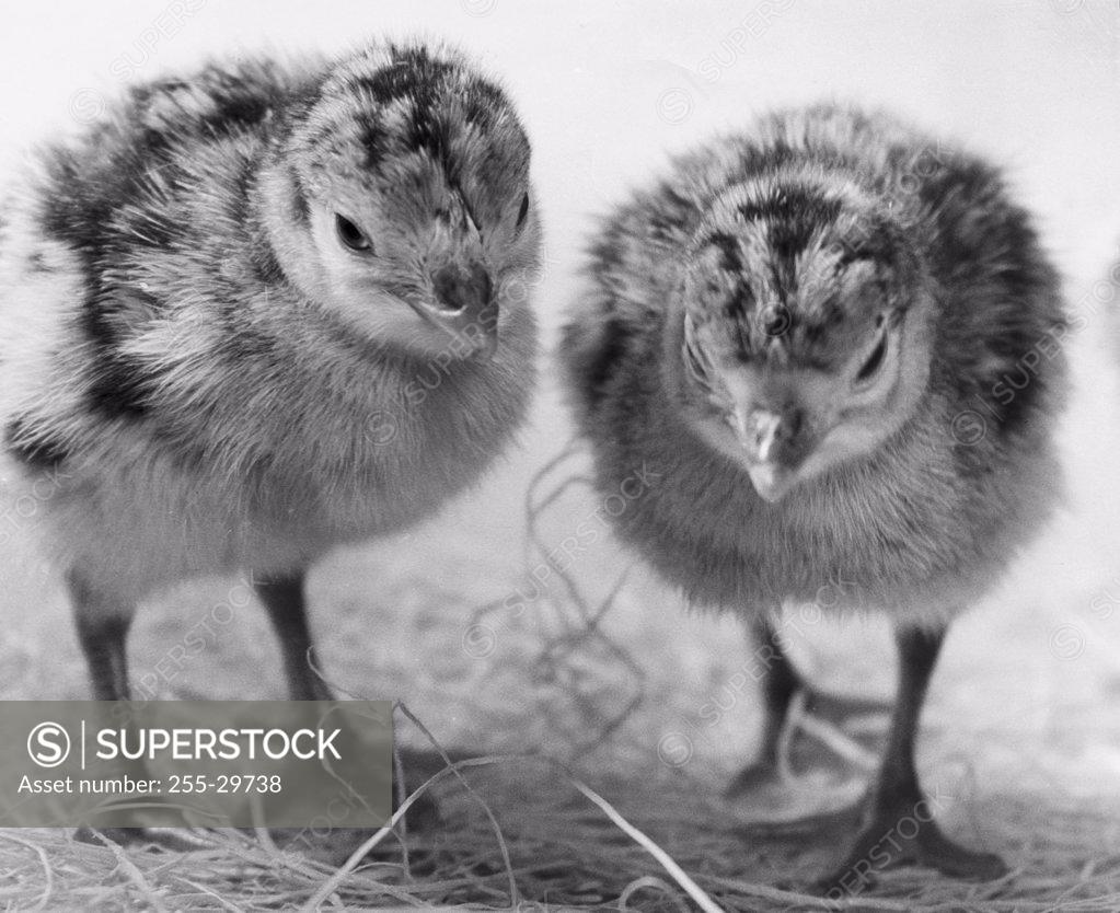 Stock Photo: 255-29738 Two chicks standing on straw