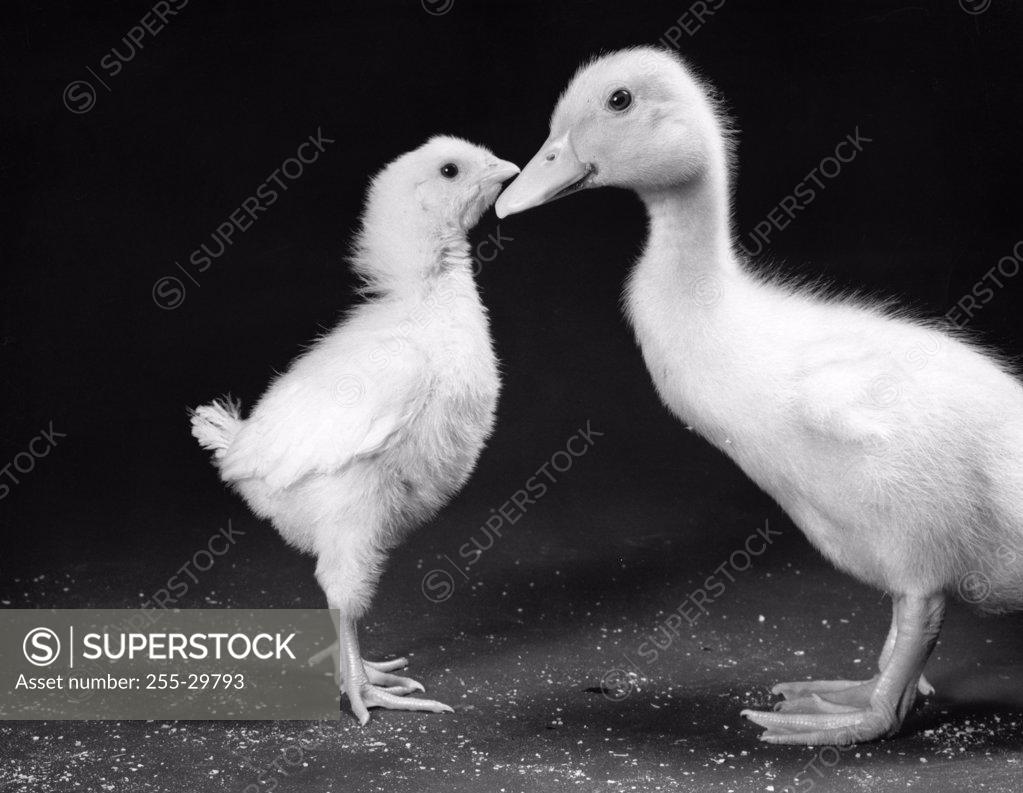 Stock Photo: 255-29793 Young chick and duckling